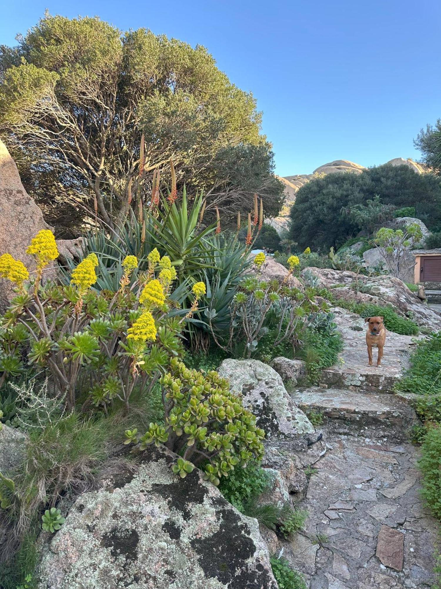 L'Olivastro Appartamenti A Porto Cervo Buitenkant foto