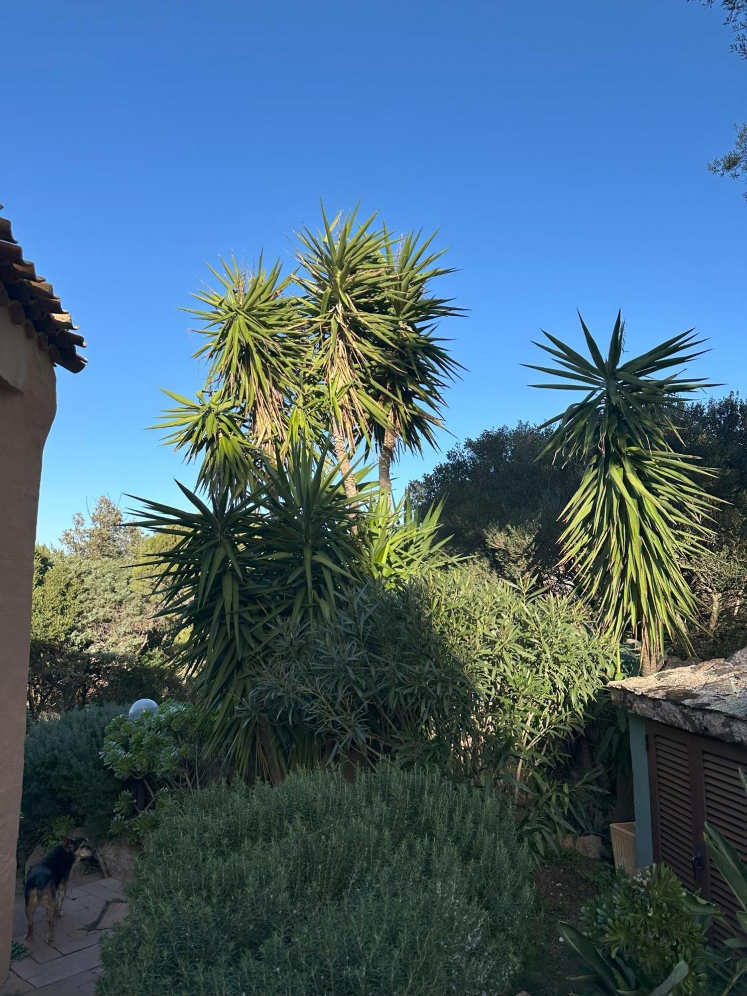 L'Olivastro Appartamenti A Porto Cervo Buitenkant foto